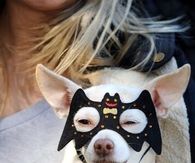 Bat Dog Costume for Halloween