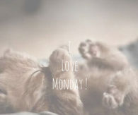 I love Monday