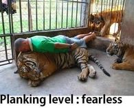Planking level, fearless