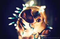 Dog wrapped in Christmas lights
