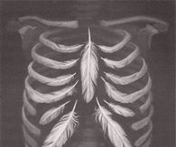 Feathered Anatomy
