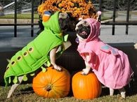 Halloween Pugs
