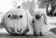 Bunny Pumpkin