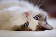 Blue Eyed Cat
