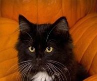 Halloween Kitten