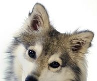 Cute Dog