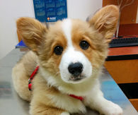 Adorable Corgi Puppy