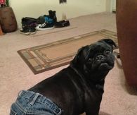 Denim Wearing Pug