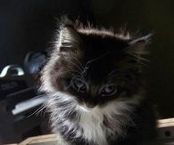 Cute Kitten