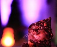 Halloween Cat