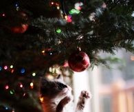 Kitty playing with christmas ornament