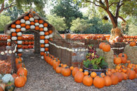 Dallas, TX Pumpkin Village at the Arboretum -2