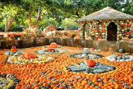 Dallas, TX Pumpkin Village at the Arboretum -3