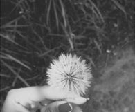 Make a wish