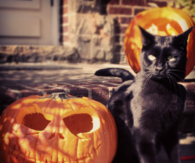 Jack O Lantern and Black Cat