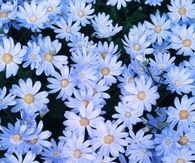 Daisies
