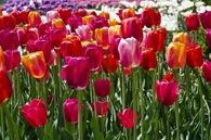 Red, pink and orange tulips