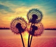 Dandelion 