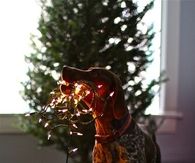 Dog helping with Christmas lights