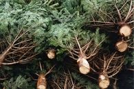 Chopped down trees