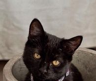 Love for the Black Kitty
