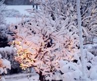 Snow tree lights