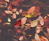 Seasonal leaves