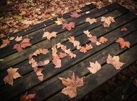 Fall