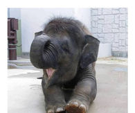 Happy Baby Elephant