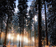 Open nature