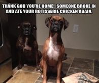 Mans best friend befriends friend