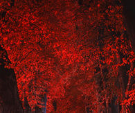 Red Autumn strip