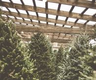 Christmas Tree Stand