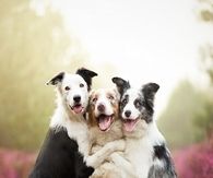 Three Buddies
