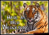 Have a wild wednesday
