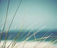 Sea grass