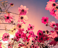 Pink, Flowers