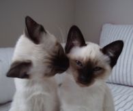 Cat Kisses