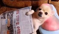 Relaxing Puppy