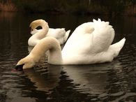 Swans on lake