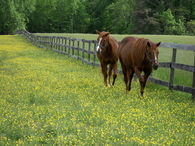 Horses