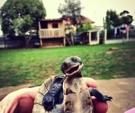 Turtle Brushed clean