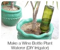 DIY Wine Bottle Plant Irrigator
