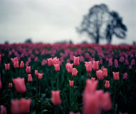 Field of Pink Tulips