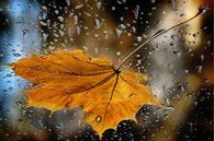Autumn Rain
