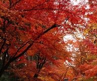 Autumn Rain