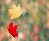 Cup of Coffee on a Autumn Day