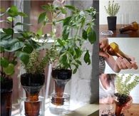DIY Herb Garden Project Using Bottles