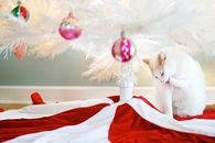 Christmas Cat