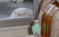 Peeping Tom Cat